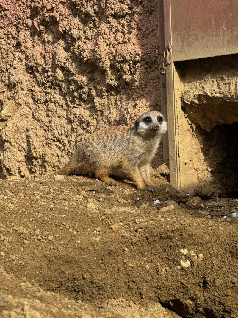 Tip na zimní výlet: Zoo Brno